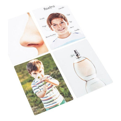 Lámina Didáctica Partes Del Cuerpo