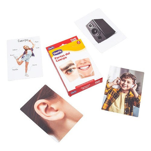 Lámina Didáctica Partes Del Cuerpo