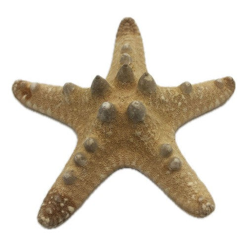 Estrella De Mar Artificial Decorativa Manualidades