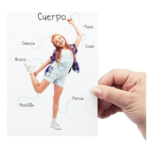 Lámina Didáctica Partes Del Cuerpo
