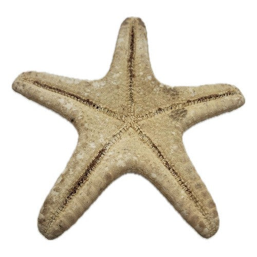 Estrella De Mar Artificial Decorativa Manualidades