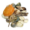 Conchitas De Mar Decorativas Manualidades