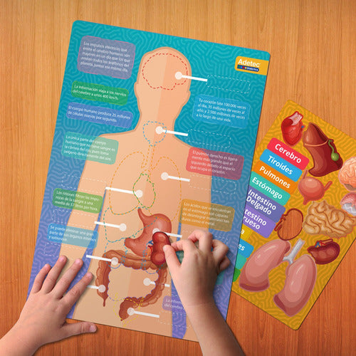 Láminas Magnéticas Cuerpo Humano